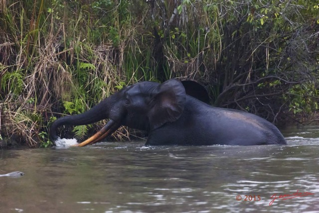 088 LOANGO 2 Akaka Riviere Rembo Ngove Nord Sortie Elephant 15E5K3IMG_107027wtmk.jpg